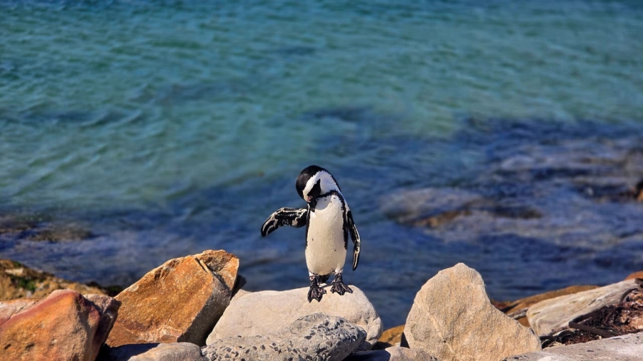 4 Bedroom Property for Sale in Bettys Bay Western Cape